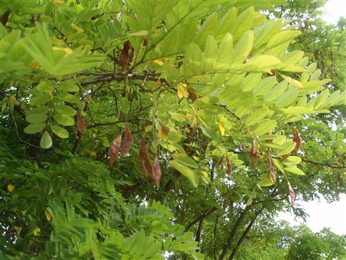 robinie__acasie__pseudoacacia__acasie__robinia___læhegn__hegnsplanter__haveplanter__løvtræer__allétræer__