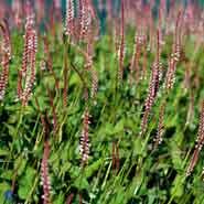 kertepileurt__persicaria__amplexicaulis__rosea_