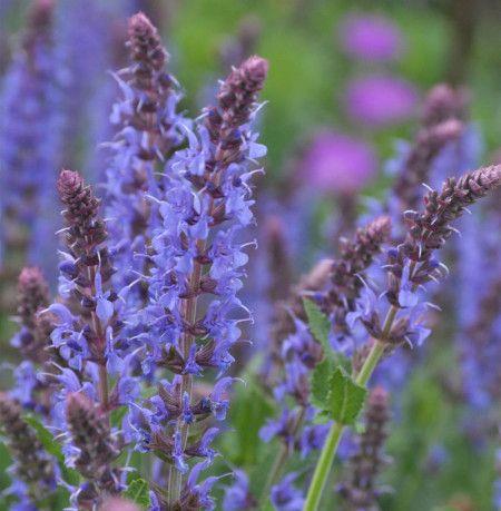 staudesalvie__salvia_nemorosa_blauhgel