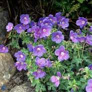 pragtstorkenæb__lyslilla_blomster__geranium__himalayense_