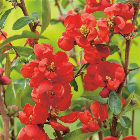 tilbud__japansk_kvæde__andenken_an_carl_ramcke__rød__leveres_i_p9_potte__chaenomeles_speciosa_