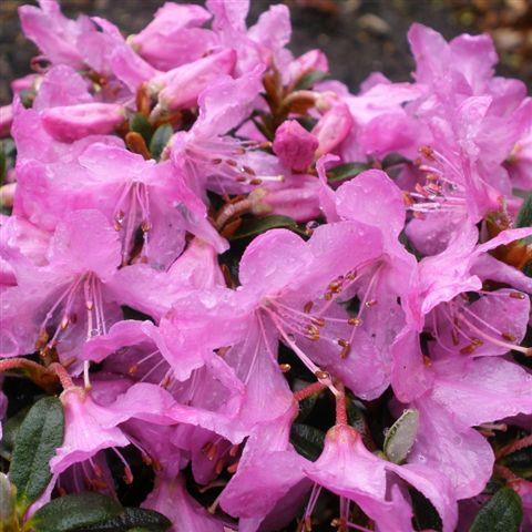 rhododendron__sartrosa__pink_drift__