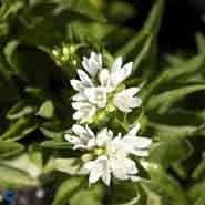 nøgleklokke__hvide_blomster__campanula__glomerata_alba_