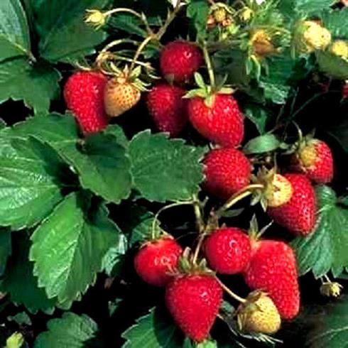 prydjordbær__fragaria_vesca_________________________________________________________________________________
