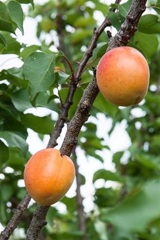 abrikos__flavourcot__prunus_armeniaca__
