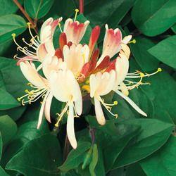 kaprifolie__rødgul__belgica_select__caprifolium_lonicera_periclymenum__leveres_med_potte__med_duft__