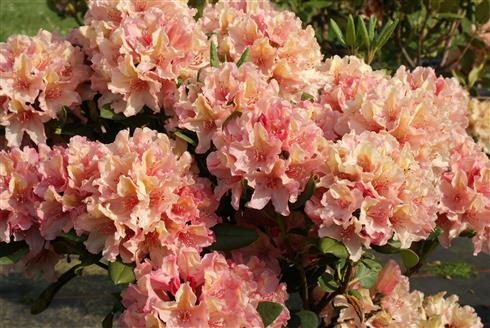 rhododendron__rosahvid__4050_cm_med_potte_eller_klump__hybrid_brasilia__