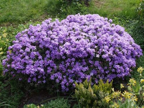 rhododendron__impeditum__violet__