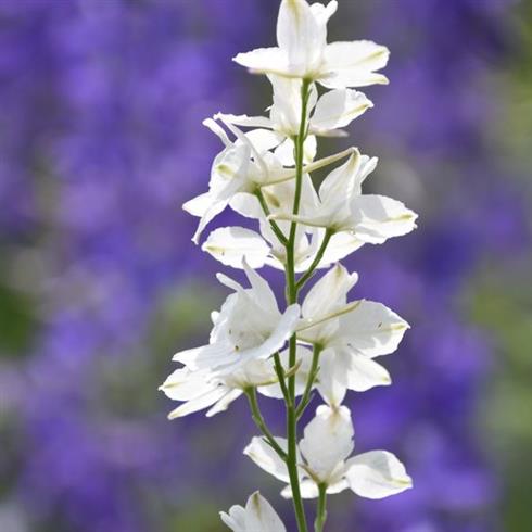 ridderspore__delphinium_casa_blanca