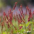 Urt - Persicaria Stauder