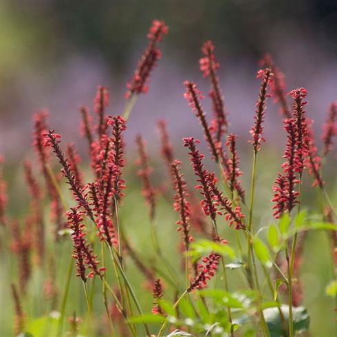 pileurt__persicaria_amplexicaulis_dark_red