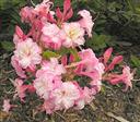 Azalea