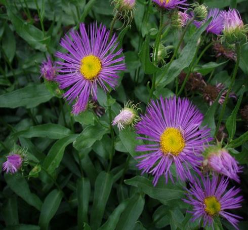 bakkestjerne__erigeron__dunkelste_aller_