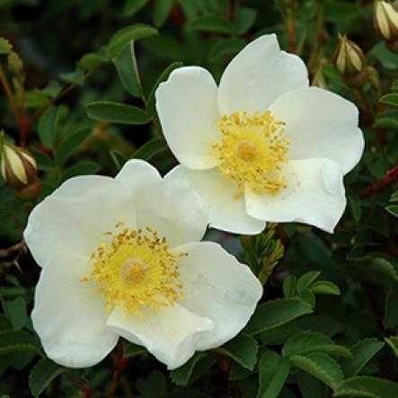 klitrose__hvid__rosa_pimpinellifolia_pimpho__