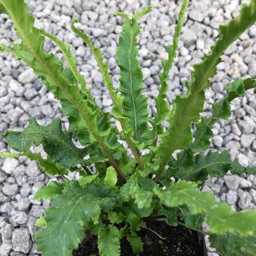hjortetunge__asplenium__scolopendrium__angustatum_