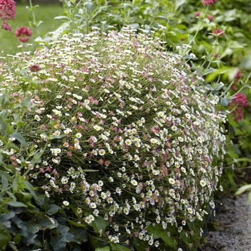 bakkestjerne__erigeron__karvinskianus_