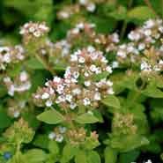 origanum__guld_origanum__sartrosa__vulgare_thumbles_variety_