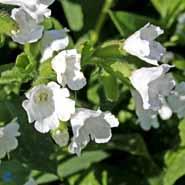 hvidplettet_lungeurt__pulmonaria__officinalis__sissinghurst_white_