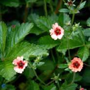 indisk_potentil__potentilla__nepalensis__miss_willmott_