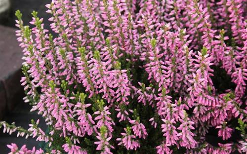 lyng__efterårslyng__mary_rose__rosa__calluna__vulgaris__leveres_i_p5_potte_