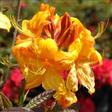 Azalea Hæk planter