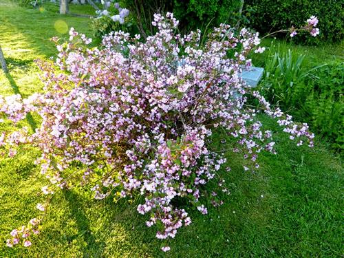 stjernetop__mont_rose__deutzia_