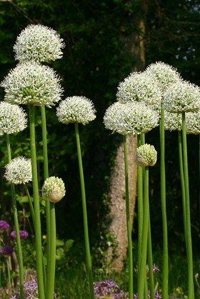 prydlØg__allium__mount_everest_