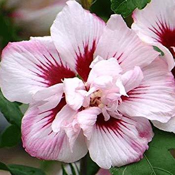 syrisk_rose__sartrosa_blomster_med_rødt_øje__3050_cm_med_potte_eller_klump__hibiscus_lady_stanley__