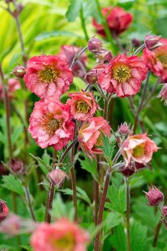 nellikerod__geum_bell_bank