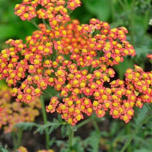 røllike__achillea_safran
