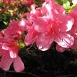 Tilbud Azalea Rhododendron