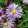 Asters  Stauder