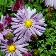 asters__violette_blomster__pudeasters__dumosus_prof__a__kippenberg_