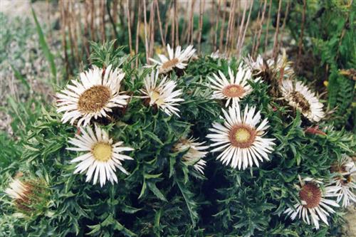 bakketidsel__carlina__store_hvide_blomster__acaulis_simplex_