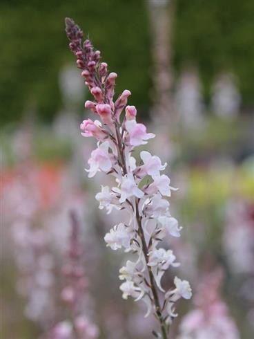 torskemund__linaria_purpurea