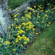 stenurt__sedum__reflexum_