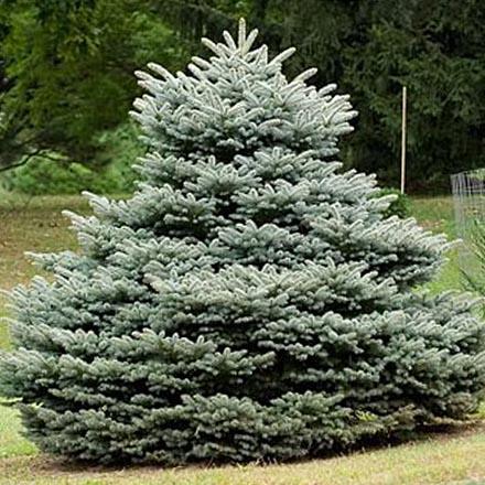 blågran__picea_pungens_glauca_