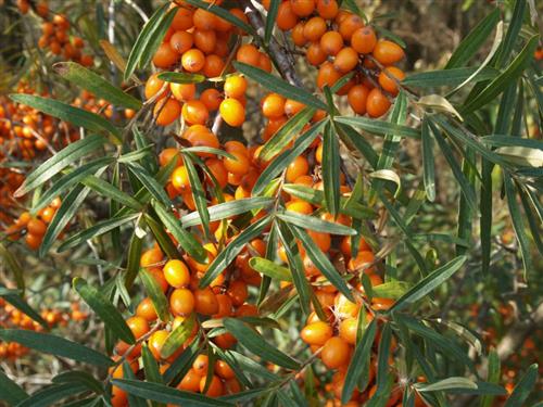 sandtorn__hunplante__havtorn__hippophae_rhamnoides__hilmar_-_hippla_-_hulda_-_hergo_-_leikora_-_pollmix_