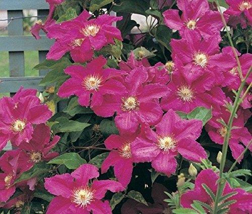 clematis__ernest_markham__mørkerød__leveres_med_potte__storblomstrende__mp-34_