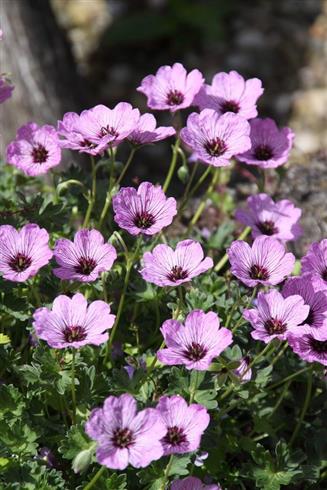 storkenæb__geranium_ballerina