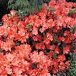 Azalea Hæk planter