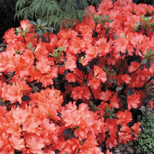 azalea__diamant_orange__orange__2530_cm_med_4l__potte__diamant_orange__mp-35_