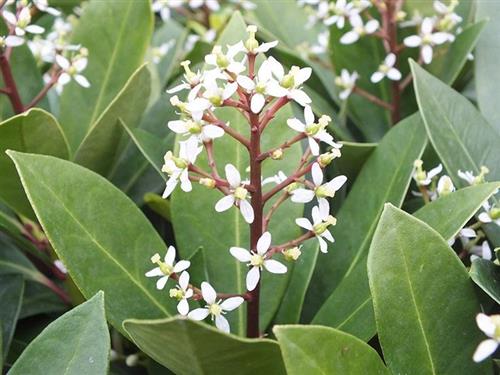 skimma__2530_cm_med_potte_eller_klump__skimmia_foremanii_