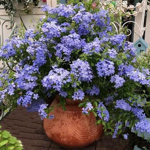 blyrod__leveres_i_potte__40-50_cm__plumbago_auriculata_