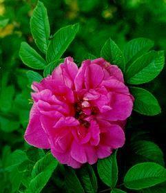 rosa_hansa__violetrød__tynd_model__buskrose__hansa-rosa_rugosa__leveres_barrodet__busk-_og_parkrose__