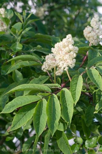 hyld__racemosa__druehyld__sambucus_racemosa_