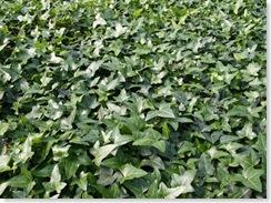 efeu__hesma__vedbend__småbladet__hedera_helix_hesma__krybene_og_selvhæftende_bunddækkeplanter_