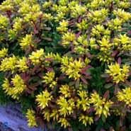 kinesisk__stenurt__sedum__floriferum__weihenstephaner_gold_
