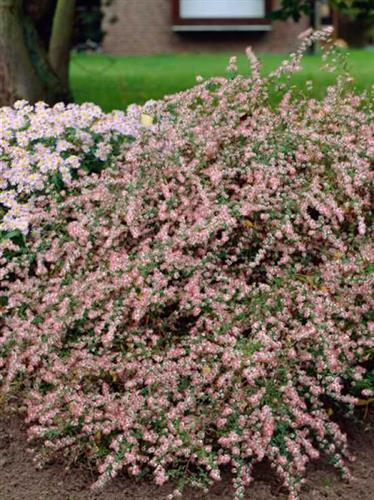 pudeasters__asters__hvide_blomster__lateriflorus_horizontalis_