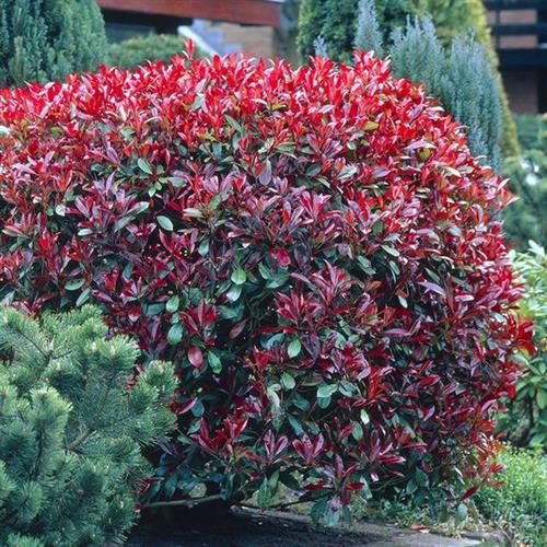 glansmispel__red_robin__photinia__fraseri_